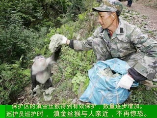 保护区的滇金丝猴得到有效保护，数量逐步增加。 巡护员巡护 时， 滇金丝猴与人亲近，不再惊恐。 