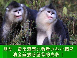 朋友，请来滇西北看看这些小精灵 滇金丝猴盼望您的光临！ 