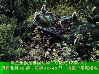 滇金丝猴是群居动物，总数约 2000 只。 滇西北有 12 群，每群 20-60 只，由数个家庭组成 。 