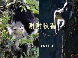 谢谢收看 夏友  2011.1. 
