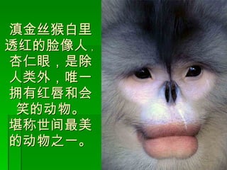 滇金丝猴白里透红的脸像人 ， 杏仁眼，是 除人类外，唯一拥有红唇和会笑的动物。 堪称世间最美的动物之一。 