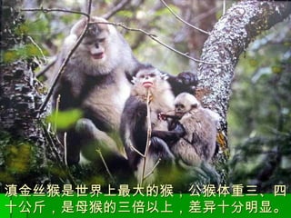 滇金丝猴是世界上最大的猴，公猴体重三、四十公斤，是母猴的三倍以上，差异十分明显。 