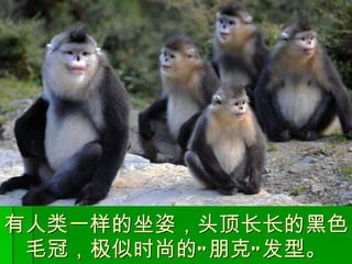 有人类一样的坐姿，头顶长长的黑色毛冠，极似时尚的 “ 朋克 ” 发型。 