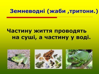 Земневодні (жаби ,тритони.)
Частину життя проводять
на суші, а частину у воді.
 