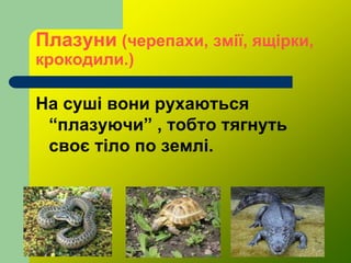 Плазуни (черепахи, змії, ящірки,
крокодили.)
На суші вони рухаються
“плазуючи” , тобто тягнуть
своє тіло по землі.
 