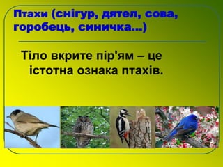 Птахи (снігур, дятел, сова,
горобець, синичка…)
Тіло вкрите пір'ям – це
істотна ознака птахів.
 