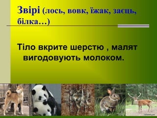 Звірі (лось, вовк, їжак, заєць,
білка…)
Тіло вкрите шерстю , малят
вигодовують молоком.
 
