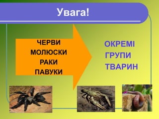 Увага!
ОКРЕМІ
ГРУПИ
ТВАРИН
ЧЕРВИ
МОЛЮСКИ
РАКИ
ПАВУКИ
 
