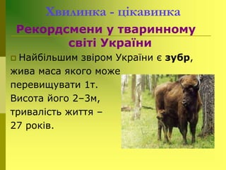 Хвилинка - цікавинка
Рекордсмени у тваринному
світі України
 Найбільшим звіром України є зубр,
жива маса якого може
перевищувати 1т.
Висота його 2–3м,
тривалість життя –
27 років.
 