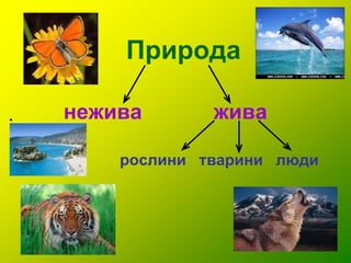 Природа
нежива жива
рослини тварини люди
 