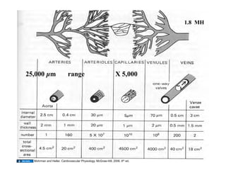 1.8 MH




25,000 μm                  range                                X 5,000




  Mohrman and Heller. Cardiovascular Physiology. McGraw-Hill, 2006. 6th ed.
                                                                               23
 
