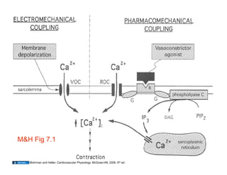 M&H Fig 7.1

                                                                               33
   Mohrman and Heller. Cardiovascular Physiology. McGraw-Hill, 2006. 6th ed.
 