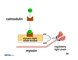 Ca++




calmodulin



                Ca++
                            ATP

             myosin light         PO4

             chain kinase
                            ADP

                                    regulatory
                                    light chain
               myosin
  D’Alecy
                                              34
 