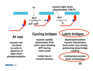 Ca                  myosin light chain
                                        phosphatase ( MLP)


                    MLK                     MLP
                                P
                  ATP ADP                         Pi




                    Cycling bridges               Latch bridges
    At rest
                        myosin rapidly              dephosphorylated
  myosin can           dissociates from             myosin dissociates
    not bind          actin upon binding          from actin very slowly
  to actin in             ATP during              producing slow bridge
  absence of              each cycle                     cycling
  light chain
phosphorylation           initial rise in              maintained tension
                         muscle tension                 tonic contraction

    D’Alecy
                                                                  35
 