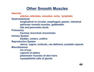 Other Smooth Muscles
Vascular
       arteries, arterioles, venuoles, veins, lymphatic
Gastrointestinal
       longitudinal vs circular, esophageal, gastric, intestinal
       sphincter smooth muscles, gallbladder
       bile and pancreatic ducts
Pulmonary
       tracheal, bronchial, bronchiolar
Urinary System
       bladder, ureters, urethra
Reproductive System
       uterus, vagina, oviducts, vas deferens, prostate capsule
Miscellaneous
       iris of eye
       capsule of spleen
       piloerector muscles of skin hairs
       myoepithelial cells of glands

                                                            44
 
