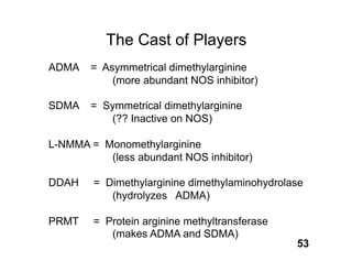 The Cast of Players
ADMA    = Asymmetrical dimethylarginine
            (more abundant NOS inhibitor)

SDMA    = Symmetrical dimethylarginine
           (?? Inactive on NOS)

L-NMMA = Monomethylarginine
          (less abundant NOS inhibitor)

DDAH    = Dimethylarginine dimethylaminohydrolase
           (hydrolyzes ADMA)

PRMT    = Protein arginine methyltransferase
           (makes ADMA and SDMA)
                                               53
 