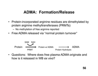 ADMA: Formation/Release

• Protein-incorporated arginine residues are dimethylated by
  protein arginine methyltransferases (PRMTs)
   – No methylation of free arginine reported
• Free ADMA released via “normal protein turnover”

              SAM   SAH

    Protein               Protein w/ ADMA                        ADMA
                PRMT                        Protein Hydrolysis

• Questions: Where does free plasma ADMA originate and
  how is it released in WB ex vivo?


                                                                        56
 