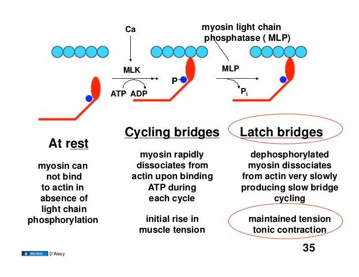11.03.08(a) Hemodynamics