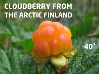 CLOUDBERRY FROM
THE ARCTIC FINLAND



                     -40˚
 