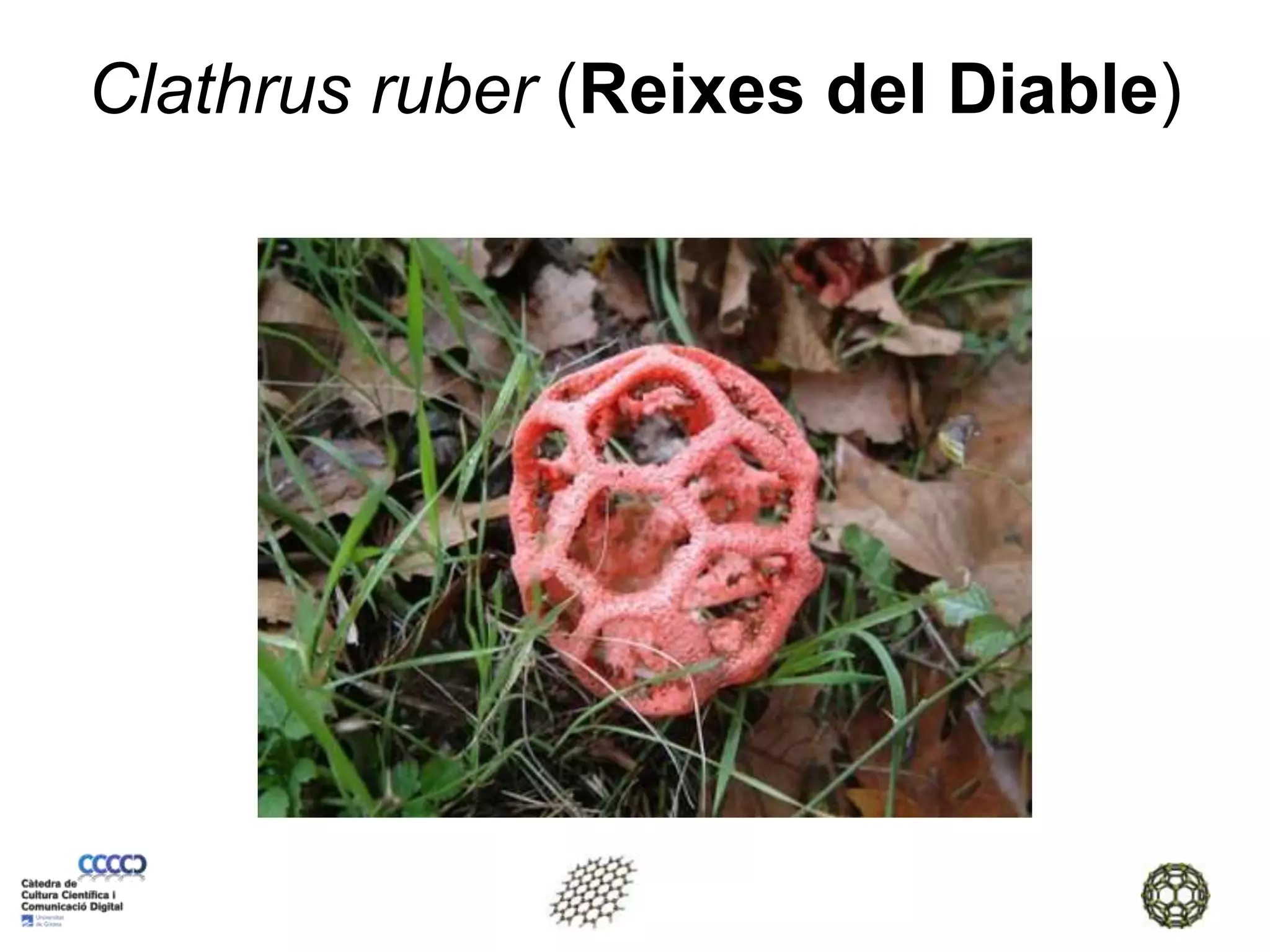 Clathrus ruber (Reixes del Diable)