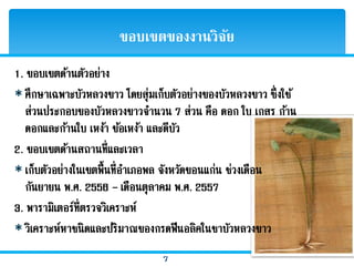 7
ขอบเขตของงานวิจัย
 