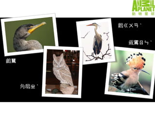 鸕鶿
角鴟ㄓ ˋ
鸛ㄍㄨㄢ ˋ
戴鵀ㄖㄣ ˋ
 