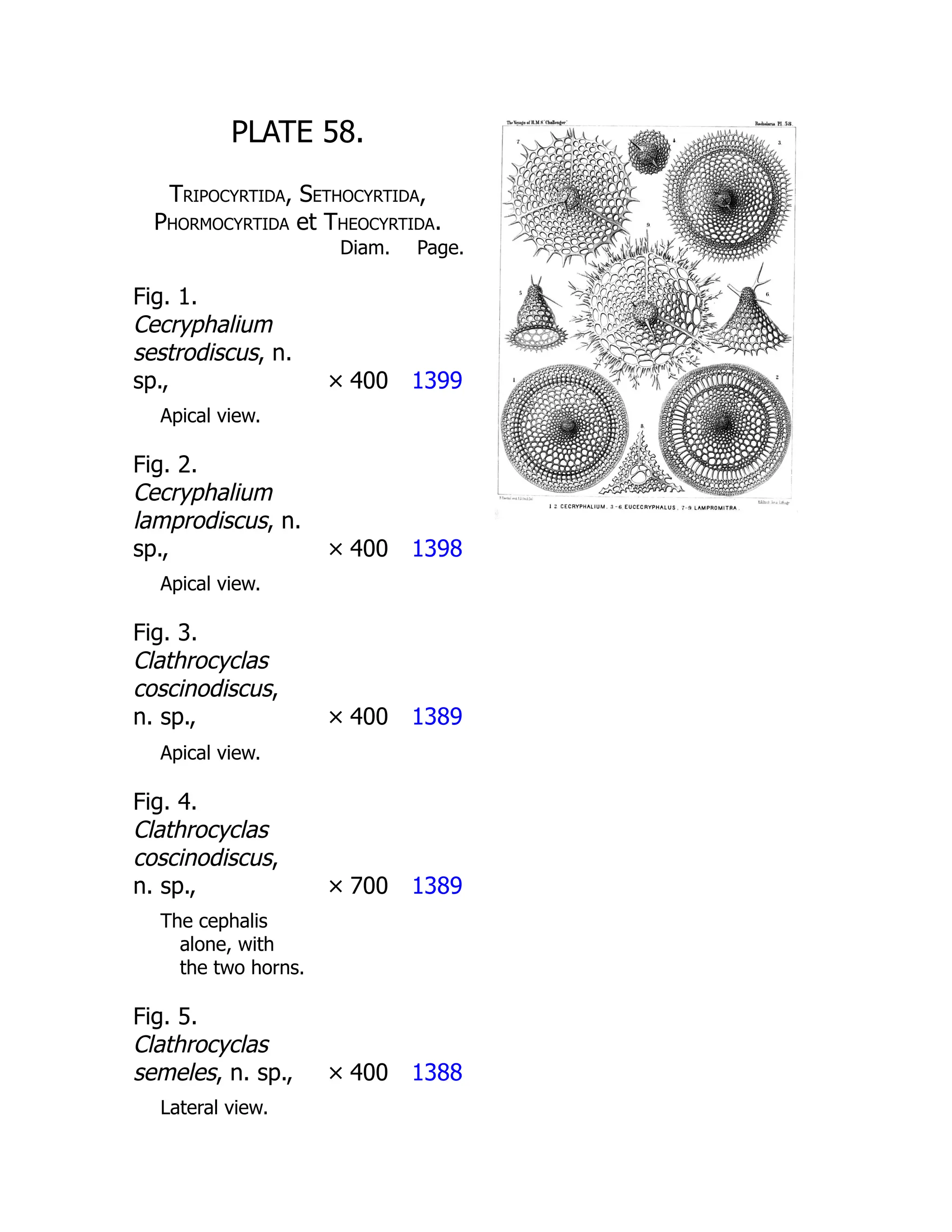 PLATE 58.
Tripocyrtida, Sethocyrtida,
Phormocyrtida et Theocyrtida.
Diam. Page.
Fig. 1.
Cecryphalium
sestrodiscus, n.
sp., × 400 1399
Apical view.
Fig. 2.
Cecryphalium
lamprodiscus, n.
sp., × 400 1398
Apical view.
Fig. 3.
Clathrocyclas
coscinodiscus,
n. sp., × 400 1389
Apical view.
Fig. 4.
Clathrocyclas
coscinodiscus,
n. sp., × 700 1389
The cephalis
alone, with
the two horns.
Fig. 5.
Clathrocyclas
semeles, n. sp., × 400 1388
Lateral view.
 