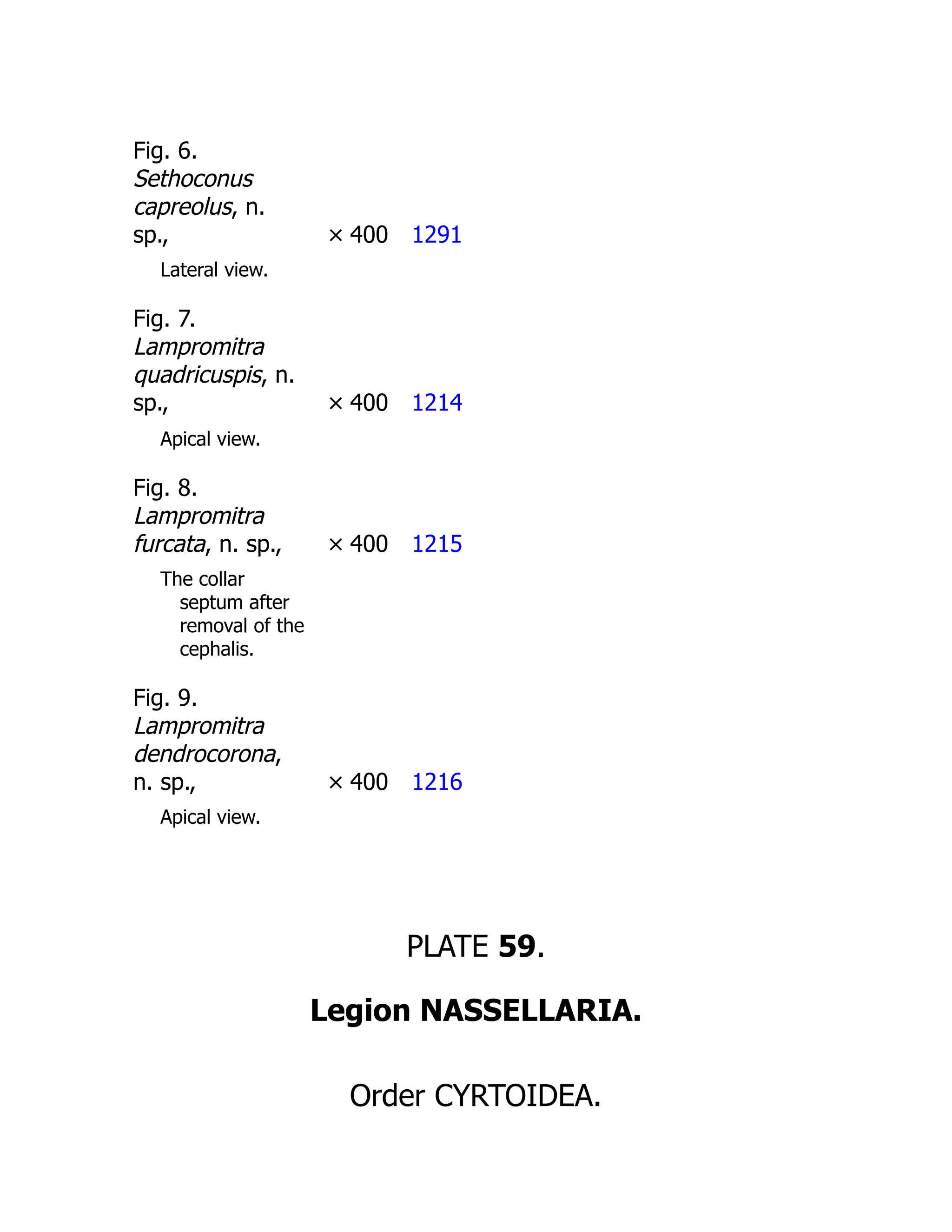 Fig. 6.
Sethoconus
capreolus, n.
sp., × 400 1291
Lateral view.
Fig. 7.
Lampromitra
quadricuspis, n.
sp., × 400 1214
Apical view.
Fig. 8.
Lampromitra
furcata, n. sp., × 400 1215
The collar
septum after
removal of the
cephalis.
Fig. 9.
Lampromitra
dendrocorona,
n. sp., × 400 1216
Apical view.
PLATE 59.
Legion NASSELLARIA.
Order CYRTOIDEA.
 