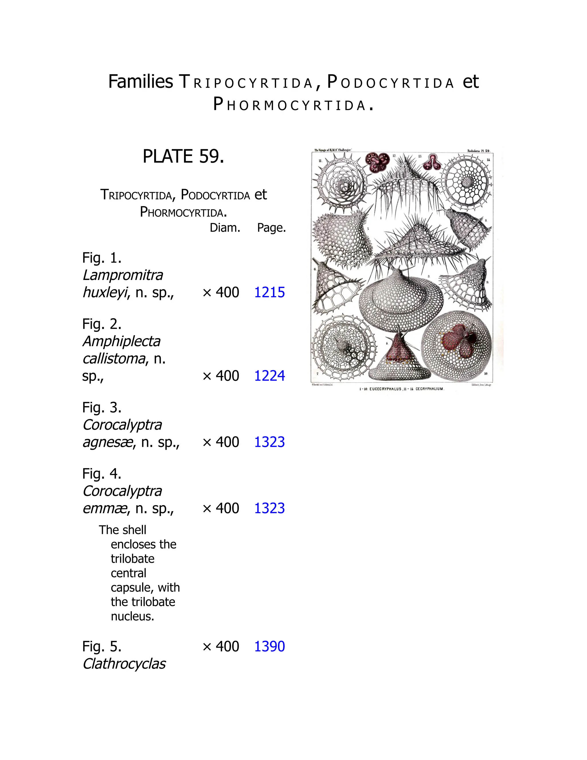 Families T r i p o c y r t i d a , P o d o c y r t i d a et
P h o r m o c y r t i d a .
PLATE 59.
Tripocyrtida, Podocyrtida et
Phormocyrtida.
Diam. Page.
Fig. 1.
Lampromitra
huxleyi, n. sp., × 400 1215
Fig. 2.
Amphiplecta
callistoma, n.
sp., × 400 1224
Fig. 3.
Corocalyptra
agnesæ, n. sp., × 400 1323
Fig. 4.
Corocalyptra
emmæ, n. sp., × 400 1323
The shell
encloses the
trilobate
central
capsule, with
the trilobate
nucleus.
Fig. 5.
Clathrocyclas
× 400 1390
 