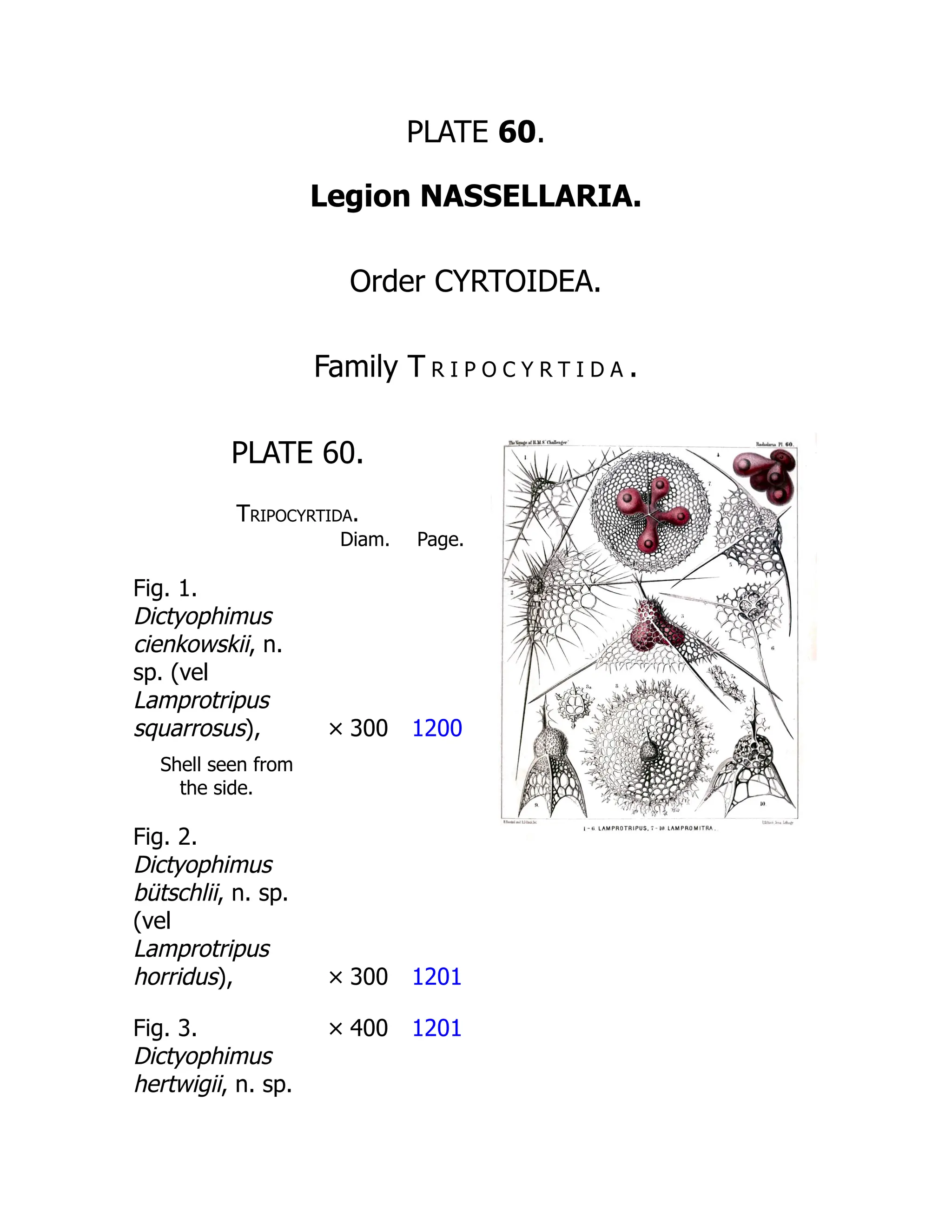 PLATE 60.
Legion NASSELLARIA.
Order CYRTOIDEA.
Family T r i p o c y r t i d a .
PLATE 60.
Tripocyrtida.
Diam. Page.
Fig. 1.
Dictyophimus
cienkowskii, n.
sp. (vel
Lamprotripus
squarrosus), × 300 1200
Shell seen from
the side.
Fig. 2.
Dictyophimus
bütschlii, n. sp.
(vel
Lamprotripus
horridus), × 300 1201
Fig. 3.
Dictyophimus
hertwigii, n. sp.
× 400 1201
 
