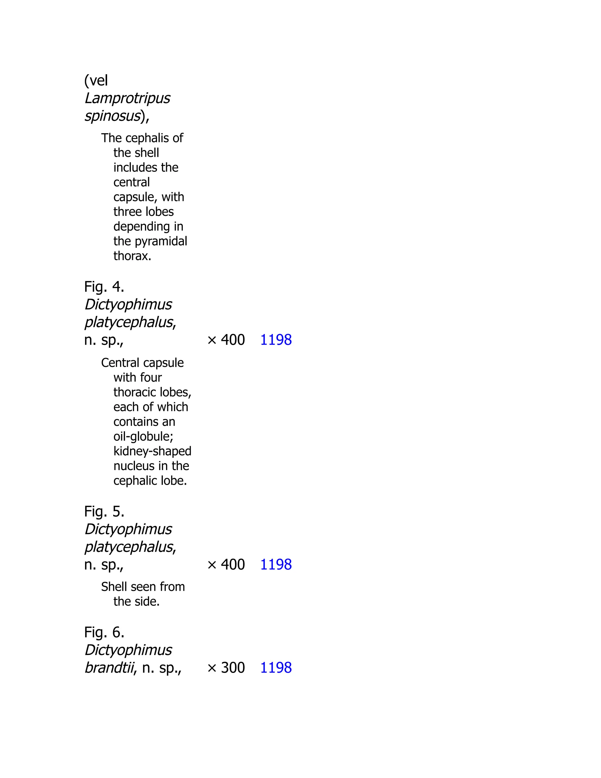 (vel
Lamprotripus
spinosus),
The cephalis of
the shell
includes the
central
capsule, with
three lobes
depending in
the pyramidal
thorax.
Fig. 4.
Dictyophimus
platycephalus,
n. sp., × 400 1198
Central capsule
with four
thoracic lobes,
each of which
contains an
oil-globule;
kidney-shaped
nucleus in the
cephalic lobe.
Fig. 5.
Dictyophimus
platycephalus,
n. sp., × 400 1198
Shell seen from
the side.
Fig. 6.
Dictyophimus
brandtii, n. sp., × 300 1198
 