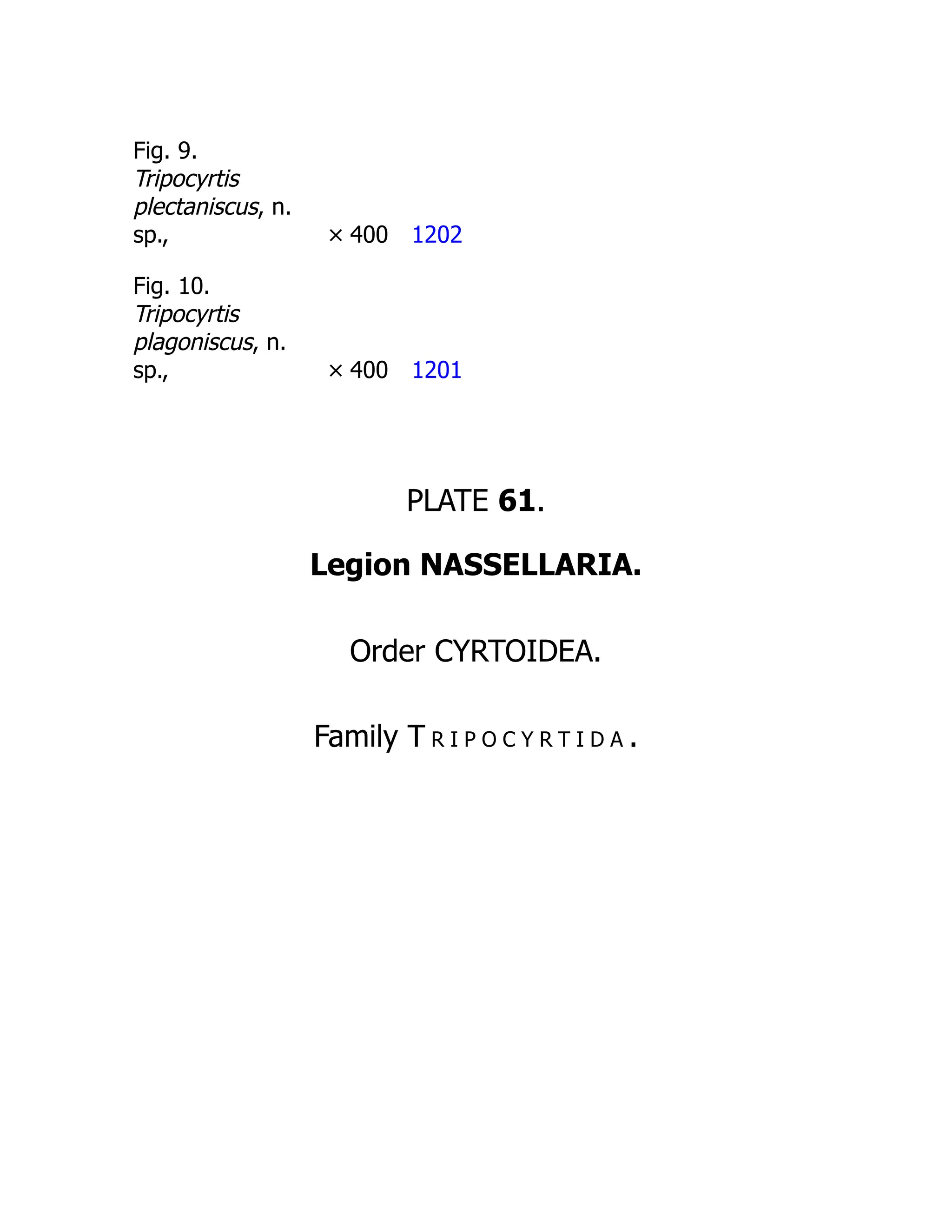 Fig. 9.
Tripocyrtis
plectaniscus, n.
sp., × 400 1202
Fig. 10.
Tripocyrtis
plagoniscus, n.
sp., × 400 1201
PLATE 61.
Legion NASSELLARIA.
Order CYRTOIDEA.
Family T r i p o c y r t i d a .
 