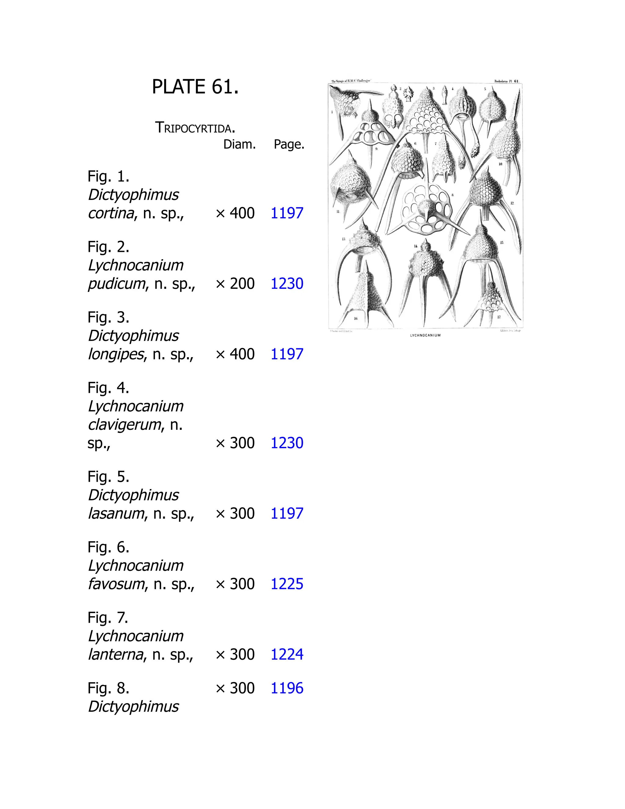 PLATE 61.
Tripocyrtida.
Diam. Page.
Fig. 1.
Dictyophimus
cortina, n. sp., × 400 1197
Fig. 2.
Lychnocanium
pudicum, n. sp., × 200 1230
Fig. 3.
Dictyophimus
longipes, n. sp., × 400 1197
Fig. 4.
Lychnocanium
clavigerum, n.
sp., × 300 1230
Fig. 5.
Dictyophimus
lasanum, n. sp., × 300 1197
Fig. 6.
Lychnocanium
favosum, n. sp., × 300 1225
Fig. 7.
Lychnocanium
lanterna, n. sp., × 300 1224
Fig. 8.
Dictyophimus
× 300 1196
 