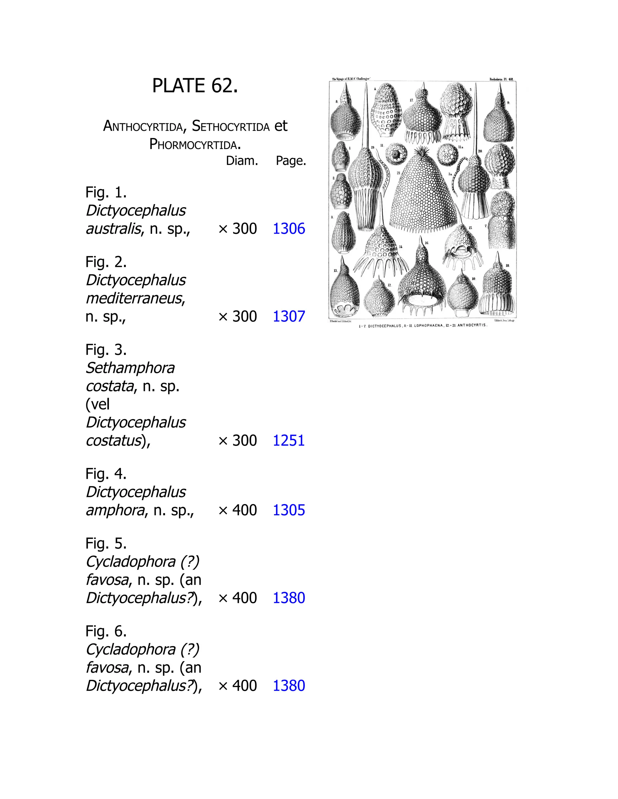PLATE 62.
Anthocyrtida, Sethocyrtida et
Phormocyrtida.
Diam. Page.
Fig. 1.
Dictyocephalus
australis, n. sp., × 300 1306
Fig. 2.
Dictyocephalus
mediterraneus,
n. sp., × 300 1307
Fig. 3.
Sethamphora
costata, n. sp.
(vel
Dictyocephalus
costatus), × 300 1251
Fig. 4.
Dictyocephalus
amphora, n. sp., × 400 1305
Fig. 5.
Cycladophora (?)
favosa, n. sp. (an
Dictyocephalus?), × 400 1380
Fig. 6.
Cycladophora (?)
favosa, n. sp. (an
Dictyocephalus?), × 400 1380
 