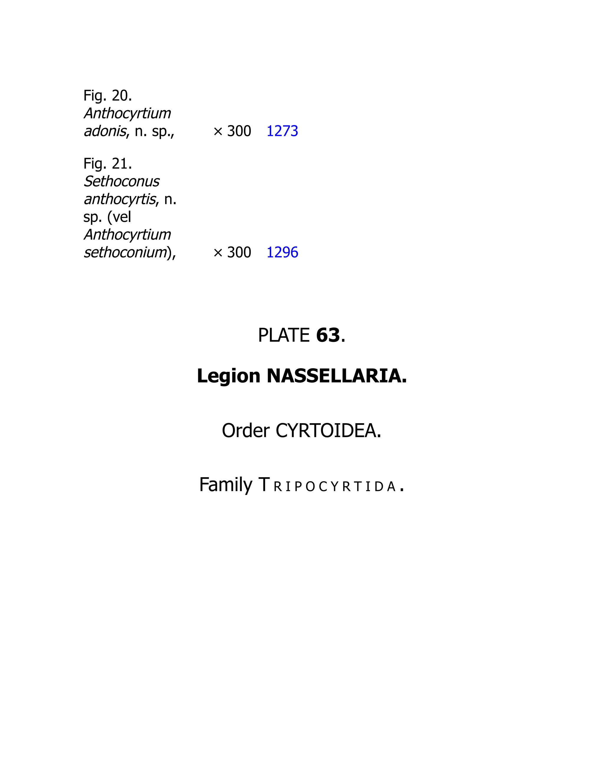 Fig. 20.
Anthocyrtium
adonis, n. sp., × 300 1273
Fig. 21.
Sethoconus
anthocyrtis, n.
sp. (vel
Anthocyrtium
sethoconium), × 300 1296
PLATE 63.
Legion NASSELLARIA.
Order CYRTOIDEA.
Family T r i p o c y r t i d a .
 