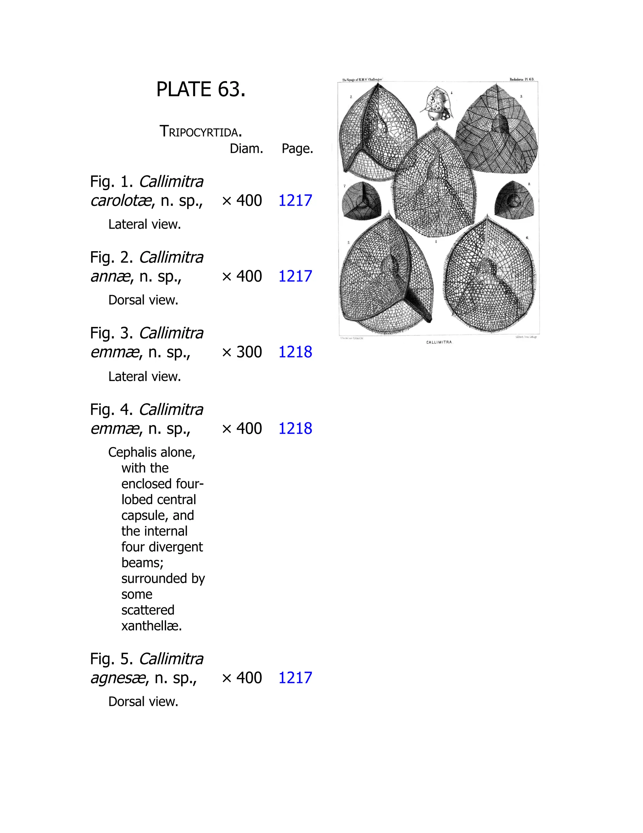 PLATE 63.
Tripocyrtida.
Diam. Page.
Fig. 1. Callimitra
carolotæ, n. sp., × 400 1217
Lateral view.
Fig. 2. Callimitra
annæ, n. sp., × 400 1217
Dorsal view.
Fig. 3. Callimitra
emmæ, n. sp., × 300 1218
Lateral view.
Fig. 4. Callimitra
emmæ, n. sp., × 400 1218
Cephalis alone,
with the
enclosed four-
lobed central
capsule, and
the internal
four divergent
beams;
surrounded by
some
scattered
xanthellæ.
Fig. 5. Callimitra
agnesæ, n. sp., × 400 1217
Dorsal view.
 