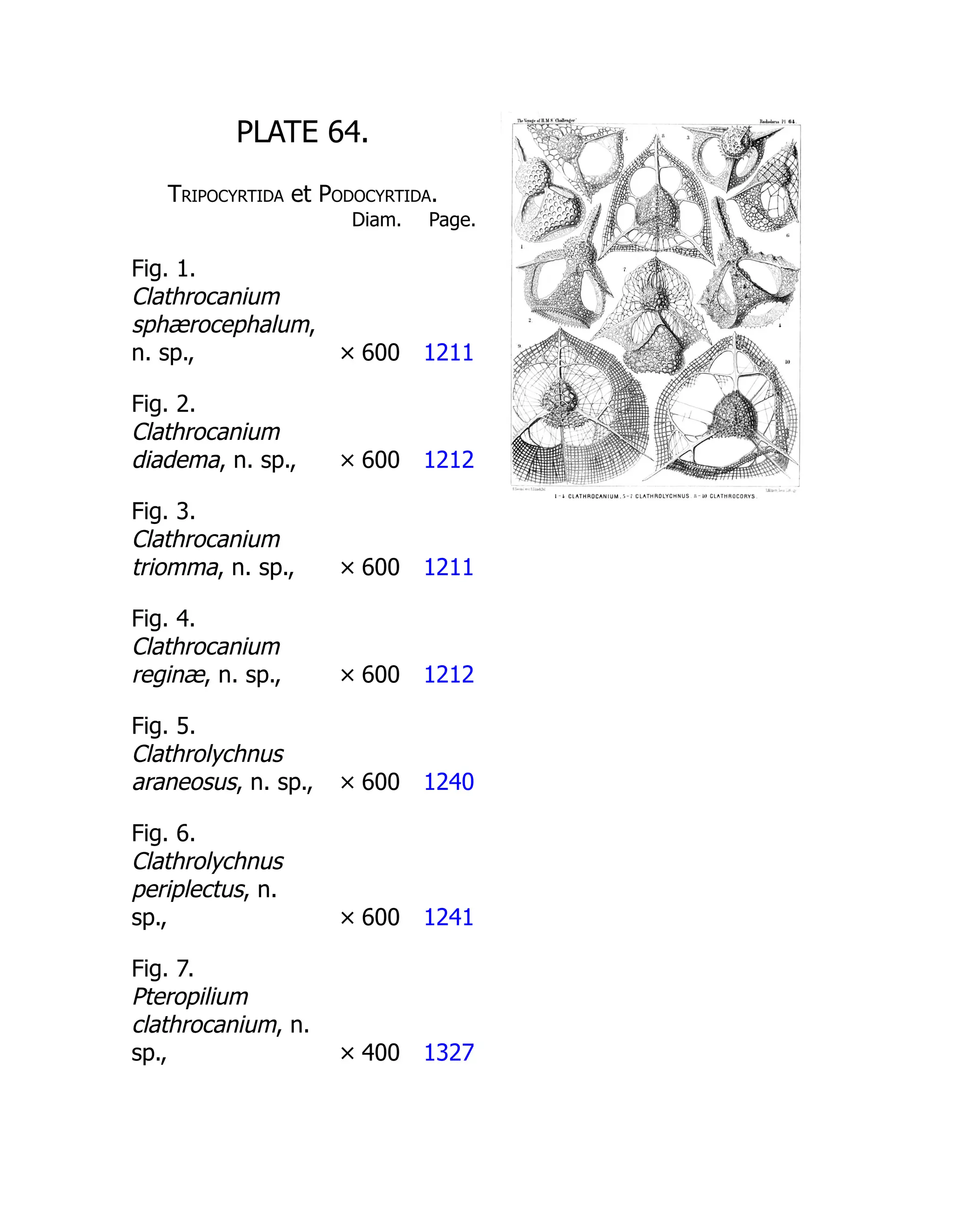 PLATE 64.
Tripocyrtida et Podocyrtida.
Diam. Page.
Fig. 1.
Clathrocanium
sphærocephalum,
n. sp., × 600 1211
Fig. 2.
Clathrocanium
diadema, n. sp., × 600 1212
Fig. 3.
Clathrocanium
triomma, n. sp., × 600 1211
Fig. 4.
Clathrocanium
reginæ, n. sp., × 600 1212
Fig. 5.
Clathrolychnus
araneosus, n. sp., × 600 1240
Fig. 6.
Clathrolychnus
periplectus, n.
sp., × 600 1241
Fig. 7.
Pteropilium
clathrocanium, n.
sp., × 400 1327
 