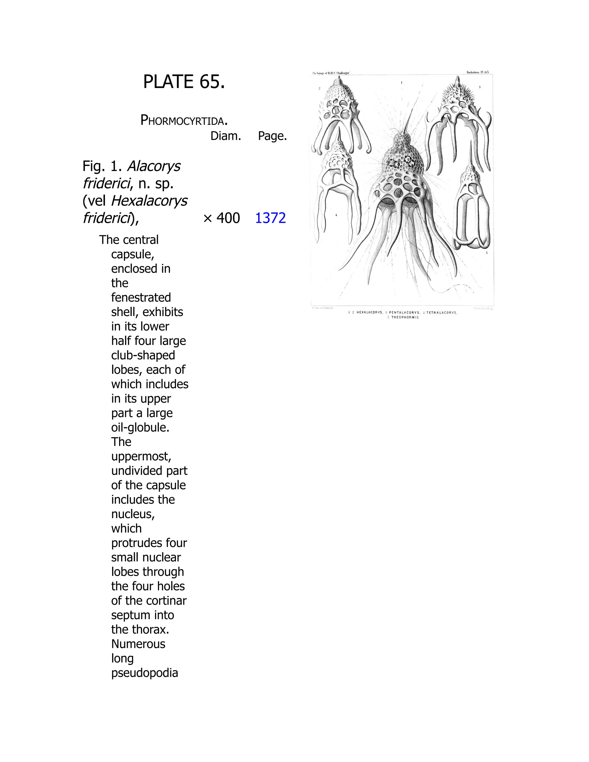 PLATE 65.
Phormocyrtida.
Diam. Page.
Fig. 1. Alacorys
friderici, n. sp.
(vel Hexalacorys
friderici), × 400 1372
The central
capsule,
enclosed in
the
fenestrated
shell, exhibits
in its lower
half four large
club-shaped
lobes, each of
which includes
in its upper
part a large
oil-globule.
The
uppermost,
undivided part
of the capsule
includes the
nucleus,
which
protrudes four
small nuclear
lobes through
the four holes
of the cortinar
septum into
the thorax.
Numerous
long
pseudopodia
 
