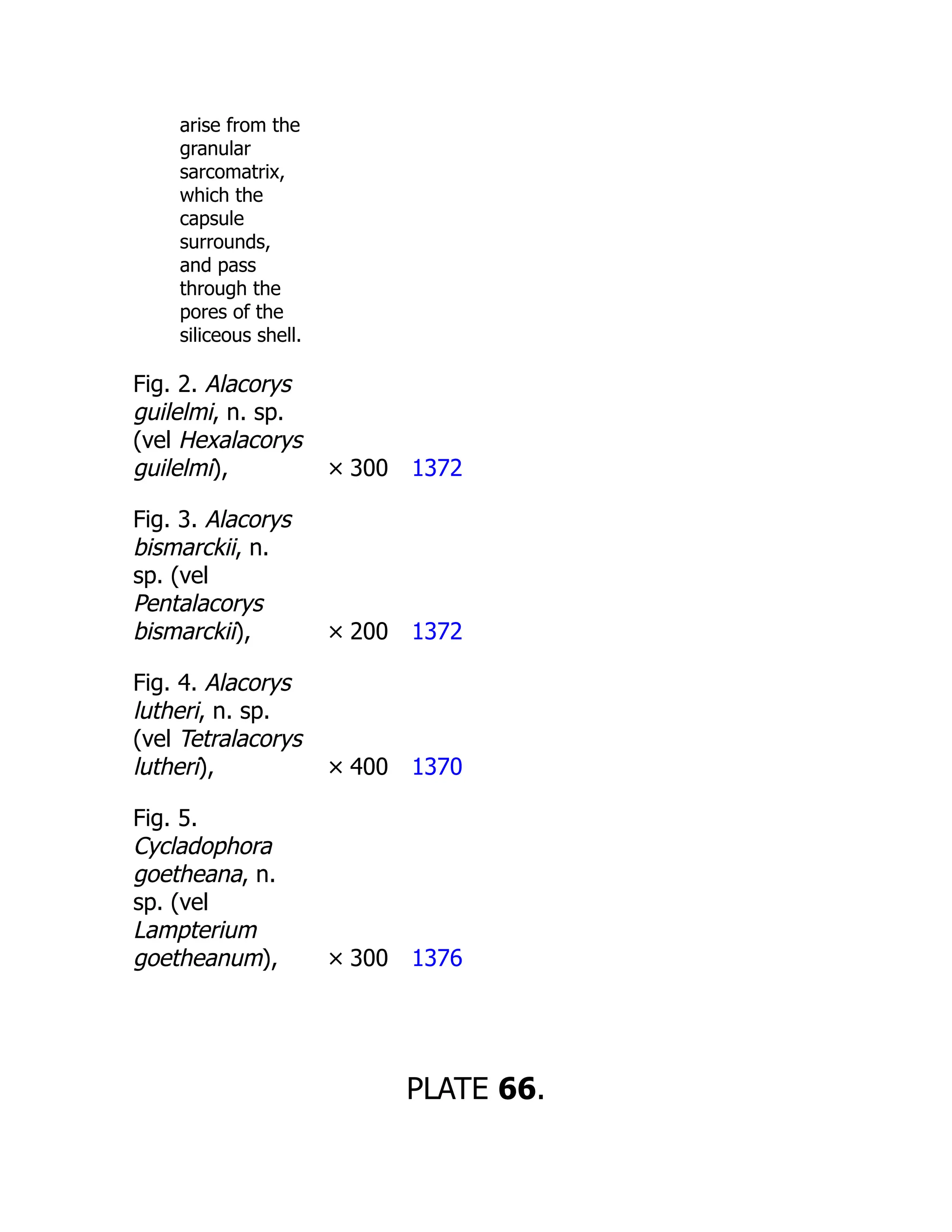 arise from the
granular
sarcomatrix,
which the
capsule
surrounds,
and pass
through the
pores of the
siliceous shell.
Fig. 2. Alacorys
guilelmi, n. sp.
(vel Hexalacorys
guilelmi), × 300 1372
Fig. 3. Alacorys
bismarckii, n.
sp. (vel
Pentalacorys
bismarckii), × 200 1372
Fig. 4. Alacorys
lutheri, n. sp.
(vel Tetralacorys
lutheri), × 400 1370
Fig. 5.
Cycladophora
goetheana, n.
sp. (vel
Lampterium
goetheanum), × 300 1376
PLATE 66.
 