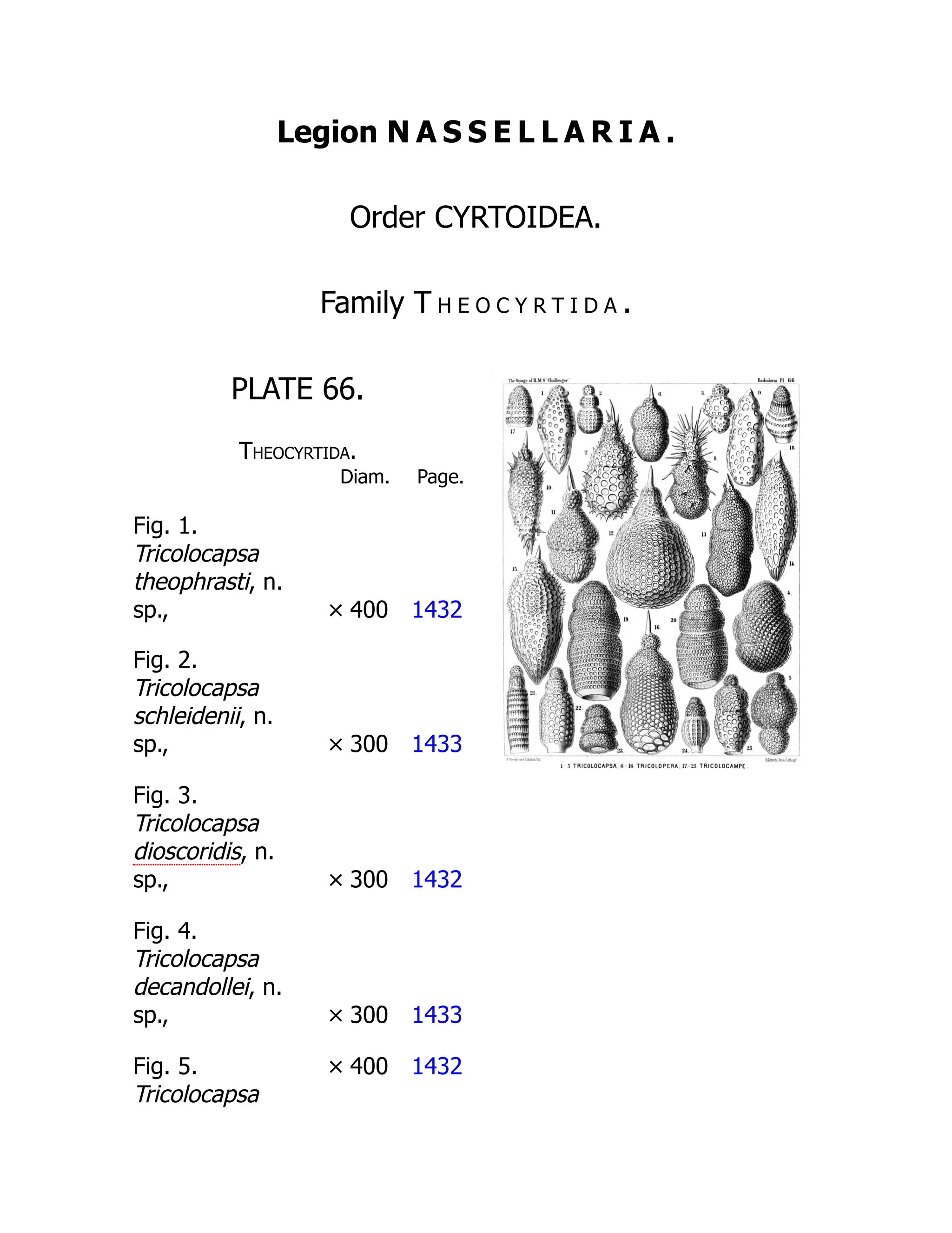 Legion N A S S E L L A R I A .
Order CYRTOIDEA.
Family T h e o c y r t i d a .
PLATE 66.
Theocyrtida.
Diam. Page.
Fig. 1.
Tricolocapsa
theophrasti, n.
sp., × 400 1432
Fig. 2.
Tricolocapsa
schleidenii, n.
sp., × 300 1433
Fig. 3.
Tricolocapsa
dioscoridis, n.
sp., × 300 1432
Fig. 4.
Tricolocapsa
decandollei, n.
sp., × 300 1433
Fig. 5.
Tricolocapsa
× 400 1432
 