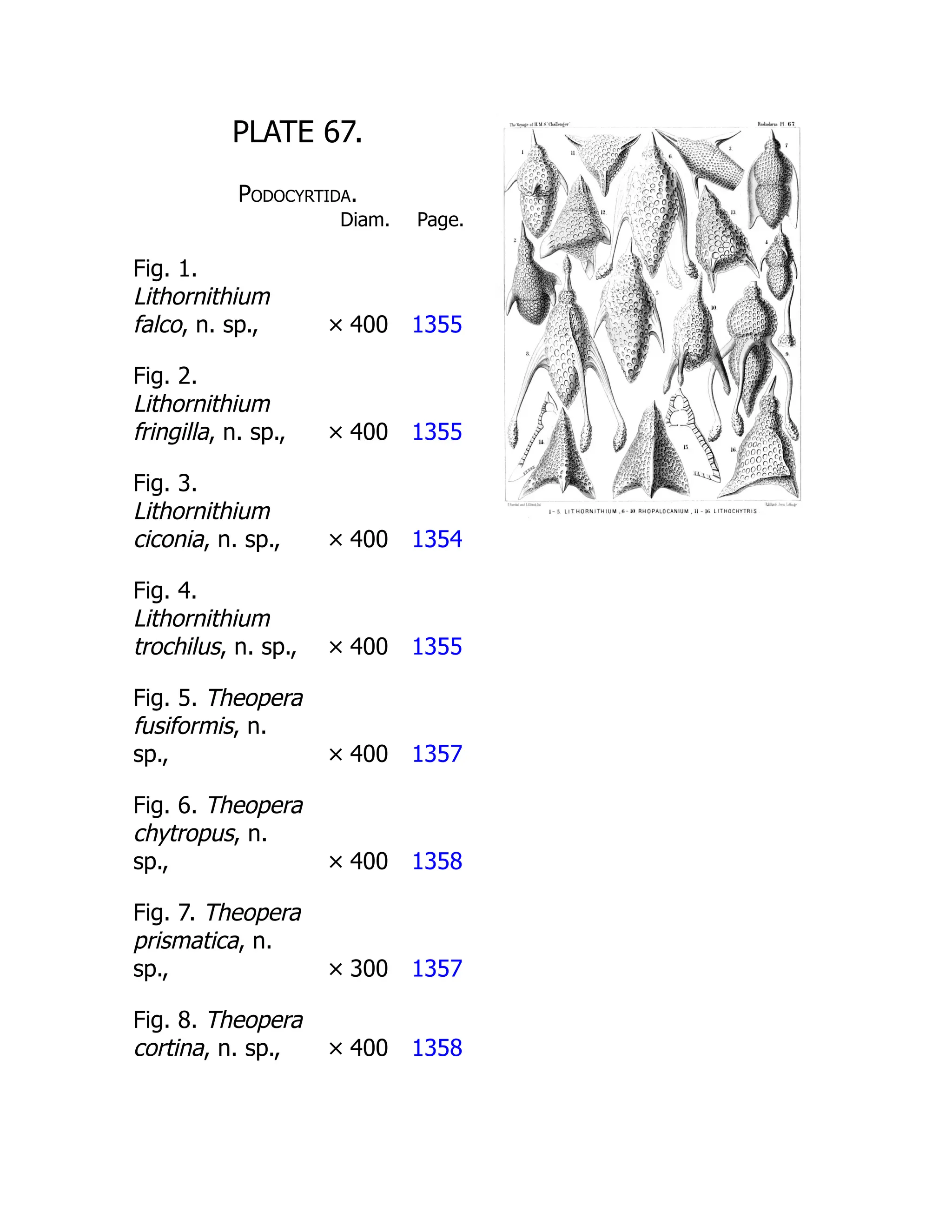 PLATE 67.
Podocyrtida.
Diam. Page.
Fig. 1.
Lithornithium
falco, n. sp., × 400 1355
Fig. 2.
Lithornithium
fringilla, n. sp., × 400 1355
Fig. 3.
Lithornithium
ciconia, n. sp., × 400 1354
Fig. 4.
Lithornithium
trochilus, n. sp., × 400 1355
Fig. 5. Theopera
fusiformis, n.
sp., × 400 1357
Fig. 6. Theopera
chytropus, n.
sp., × 400 1358
Fig. 7. Theopera
prismatica, n.
sp., × 300 1357
Fig. 8. Theopera
cortina, n. sp., × 400 1358
 