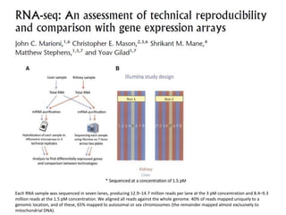 Each RNA sample was sequenced in seven lanes, producing 12.9–14.7 million reads per lane at the 3 pM concentration and 8.4–9.3million reads at the 1.5 pMconcentration. We aligned all reads against the whole genome. 40% of reads mapped uniquely to a genomic location, and of these, 65% mapped to autosomal or sex chromosomes (the remainder mapped almost exclusively to mitochondrial DNA).