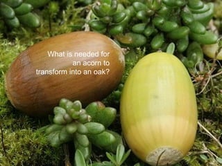 What is needed for an acorn to transform into an oak? 