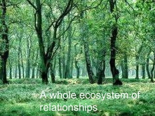 A whole ecosystem of relationships 