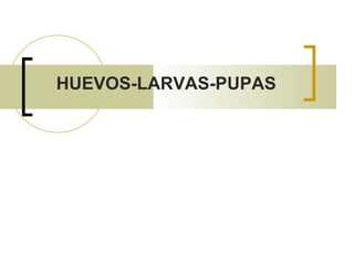 HUEVOS-LARVAS-PUPAS  