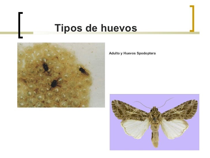 tipos de larvas y pupas pdf