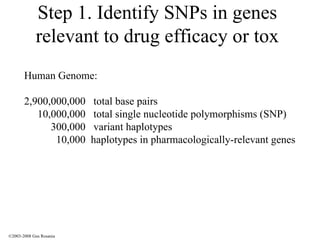 Step 1. Identify SNPs in genes relevant to drug efficacy or tox Human Genome: 2,900,000,000  total base pairs 10,000,000  total single nucleotide polymorphisms (SNP) 300,000  variant haplotypes 10,000  haplotypes in pharmacologically-relevant genes ©2003-2008 Gus Rosania 