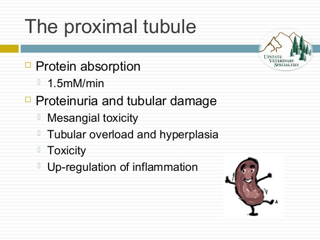 Can A Urinary Tract Infection Cause Seizures In Dogs Can A Urinary Tract Infection Cause Seizures In Dogs