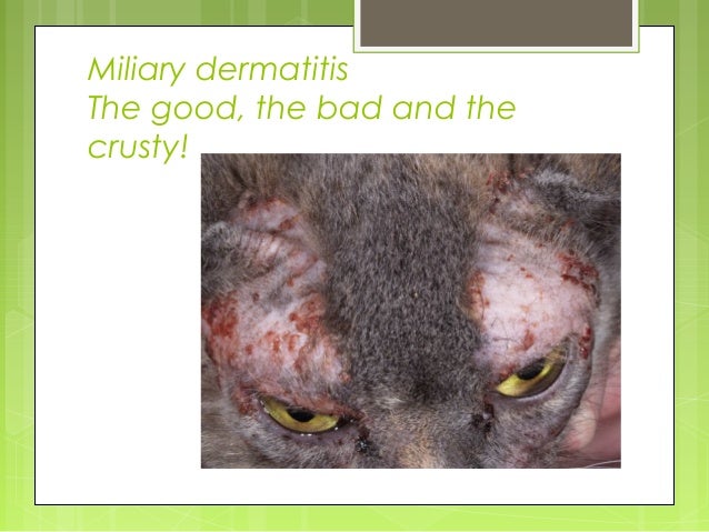 Diagnosis & Management of the Allergic Cat, Dr. Michelle Tranchina, 1…