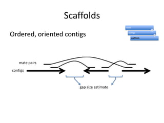 ScaffoldsOrdered, oriented contigsmate pairscontigsgap size estimate